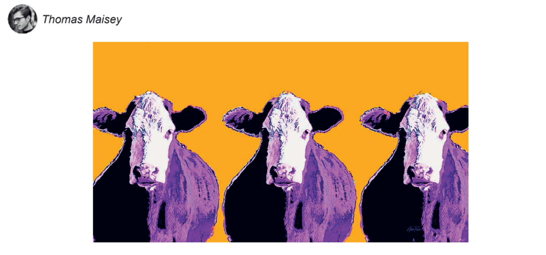 Three purple cows in a row facing head on. Set on a mustard background.